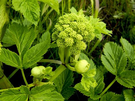 angelica images